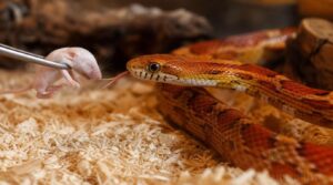 choose the right first prey choose the right first prey