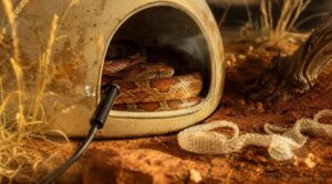 cleaning and monitoring hide use cleaning and monitoring hide use