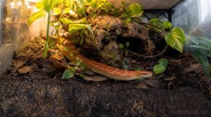 corn snake bioactive setup corn snake bioactive setup