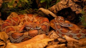 corn snake breeding age guidelines corn snake breeding age guidelines