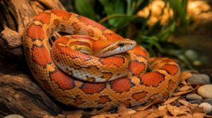 corn snakes mature at 18–24 months corn snakes mature at 18–24 months