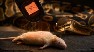 correct prey temperature correct prey temperature