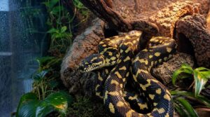 diamond carpet pythons diamond carpet pythons