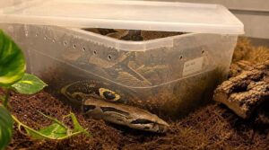 diy hide boxes for low-cost rescue setups diy hide boxes for low-cost rescue setups