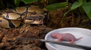 feed snakes safely and properly feed snakes safely and properly