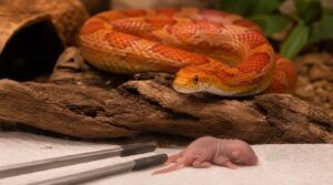feed the right prey safely feed the right prey safely