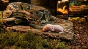 feeding popular pet snakes feeding popular pet snakes