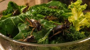 gut-loading feeder insects gut-loading feeder insects