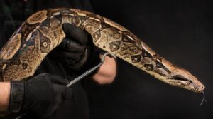 handle large boas safely handle large boas safely