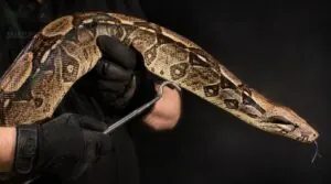 handle large boas safely handle large boas safely