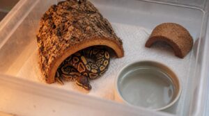hatchling housing needs hatchling housing needs