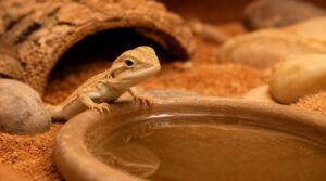 hatchling safety hatchling safety