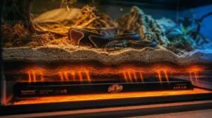 how heat reaches your reptile how heat reaches your reptile