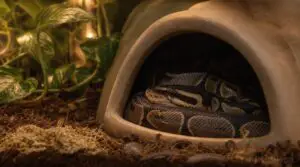 how hides calm anxious snakes how hides calm anxious snakes