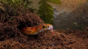 humidity and burrowing needs humidity and burrowing needs