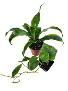 Josh's Frogs 18x18x24 Tree Frog B01M04J5XG