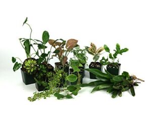 Josh's Frogs 24x18x18 Tropical Vivarium B00BBFZYZ4