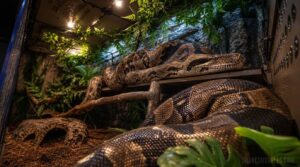large boa custom sizes large boa custom sizes
