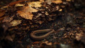 leaf litter over damp ground leaf litter over damp ground