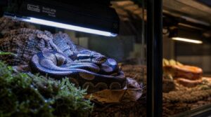 match uvb to snake species match uvb to snake species