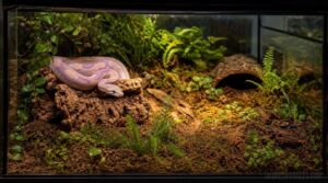 minimum tank size for juveniles minimum tank size for juveniles