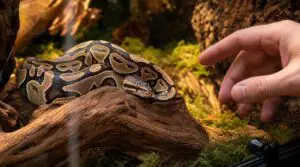 monitor daily snake health monitor daily snake health