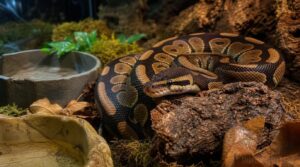 pausing feeds while the snake clears pausing feeds while the snake clears