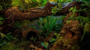 positioning hides around branches and plants positioning hides around branches and plants