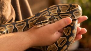 prevent tight constriction prevent tight constriction