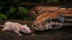 prey girth rule prey girth rule