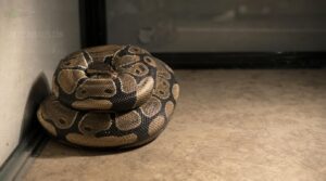 recognizing stress signs without a hide recognizing stress signs without a hide