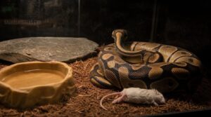 refusing food or eating poorly refusing food or eating poorly