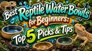 reptile water bowls for beginners