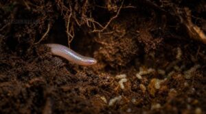 scolecophidia snakes scolecophidia snakes