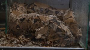 shedding and humidity problems shedding and humidity problems