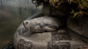 signs a boa is entering pre-shed signs a boa is entering pre-shed