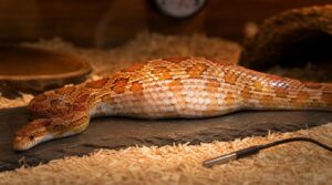 signs of ovulation and gravidity signs of ovulation and gravidity
