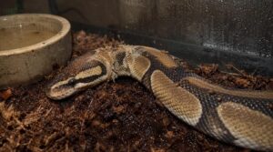 signs your snake’s bedding is harmful signs your snake’s bedding is harmful