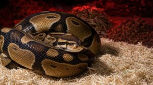 substrates to avoid for snakes substrates to avoid for snakes