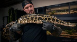 supporting the snake’s body correctly supporting the snake’s body correctly