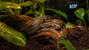 temperature and habitat effects temperature and habitat effects