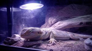 too much uvb can harm reptiles too much uvb can harm reptiles