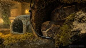 using digital probes inside hides using digital probes inside hides