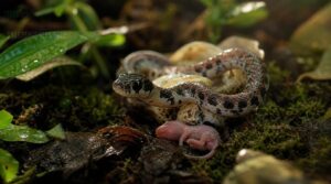 what baby snakes eat what baby snakes eat