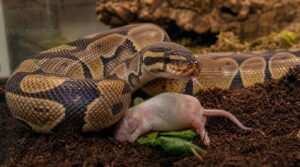 what if my snake ate vegetables what if my snake ate vegetables