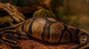 what is snake impaction what is snake impaction