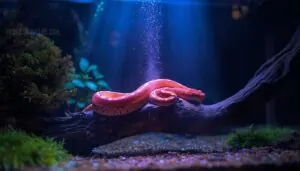 why corn snakes need uvb why corn snakes need uvb