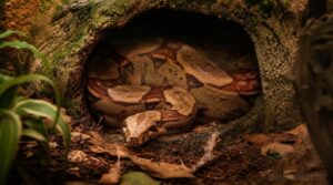 why snug hides reduce stress why snug hides reduce stress