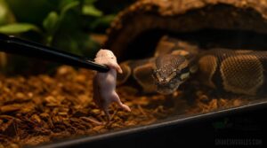 wiggle prey safely wiggle prey safely