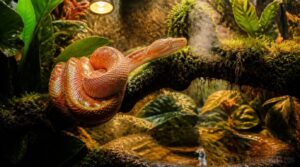 amazon tree boa care needs amazon tree boa care needs